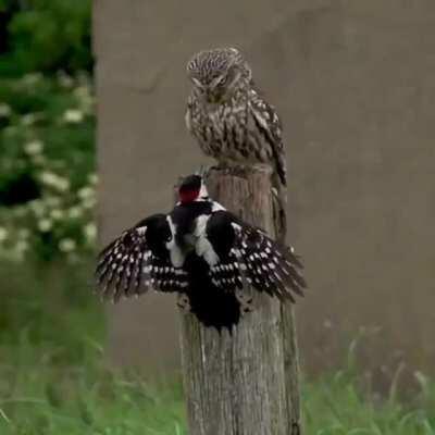 The Owl and the Woodpecker, Intimidation is an Art