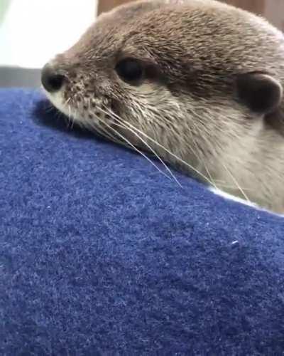 It’s a otter with a cute side