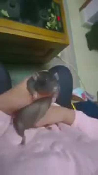 Rat