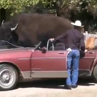 Man takes the bull on the ride in his car..