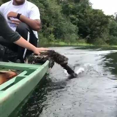 🔥 Sloth enjoying its boat ride.