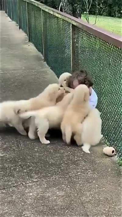 Boy is getting eaten alive by horde of hungry puppies