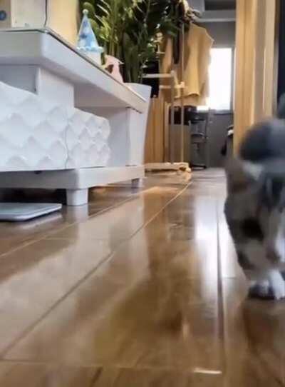 Ever seen a kitten gallop?