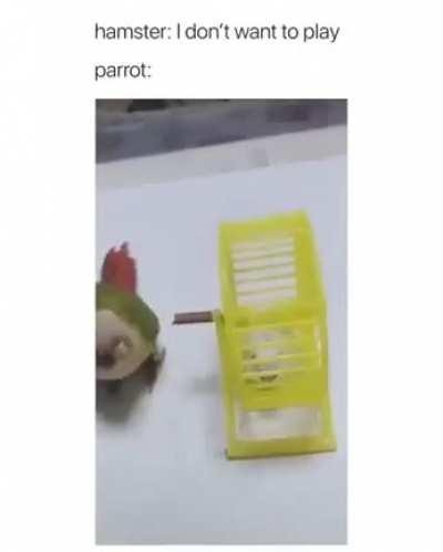 This parrot.