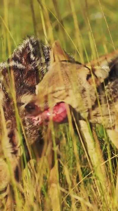 What organ is the jackal eating? 