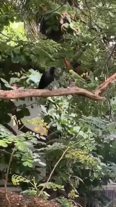 Crow shares food with parrot