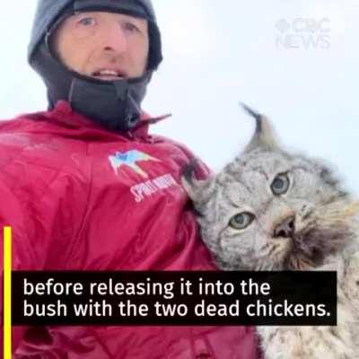 This farmer scolded a Lynx who killed his chickens