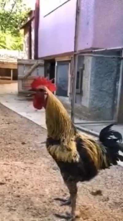 does this cock count?