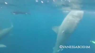 4 Ton Basking Shark goes airborne.