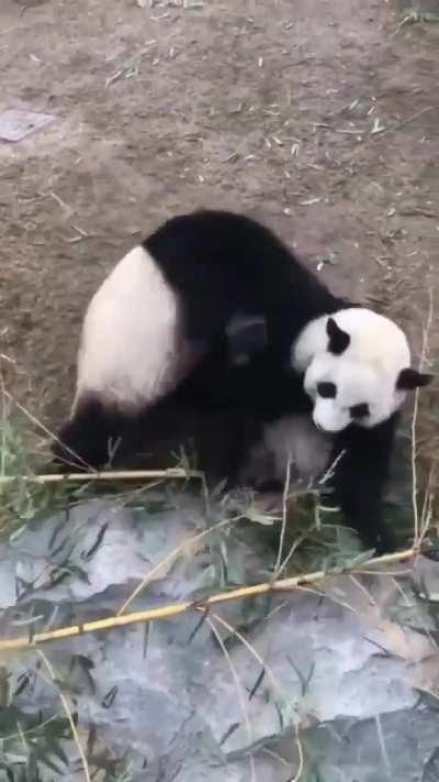 Ever seen an angry panda?