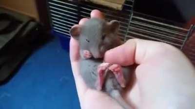 Rats can be pretty cute when they want to be