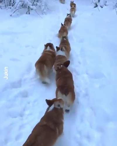 A long line of corgis walking in the snow