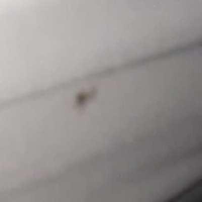 i found a little spider, feat. android camera