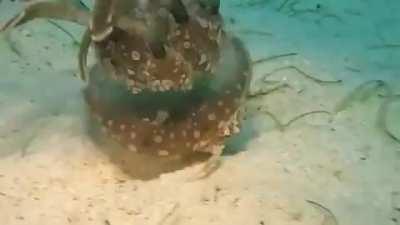 A crab using an upside down jellyfish to defend itself against predators