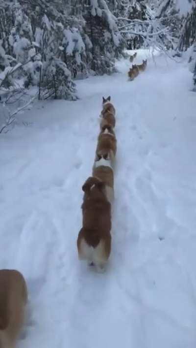 Corgis incorporating guinea pig tactics. You must become your enemy to defeat them