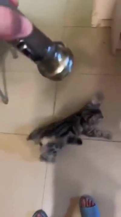 hElPlEsS cAt DrIvEn To tOtAl MaDneSs By SoUlEsS mAsTeR