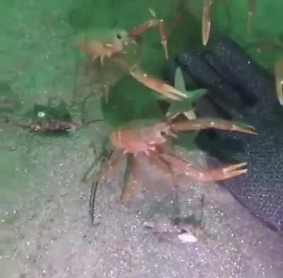 Krab