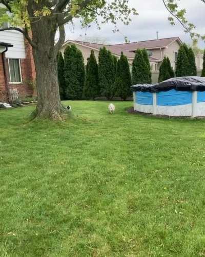 Pig comes running when she hears her name