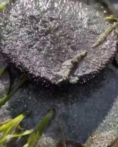 🔥 How a Sand Dollar looks when it’s brimming with life