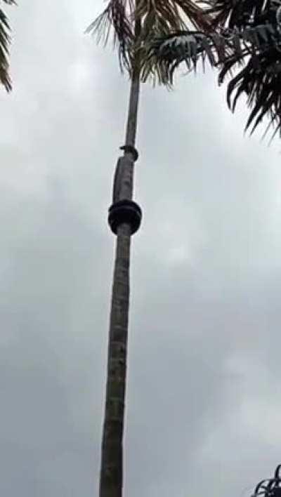 🔥 Snake climbing palm tree 🌲🐍