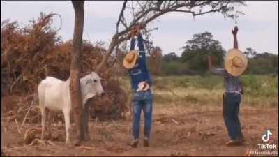 Cow stuck in a tree