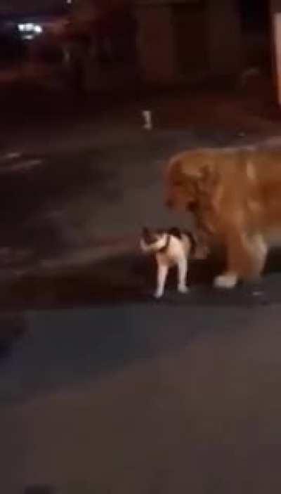 This dog doesn't let a fight break out between two cats.