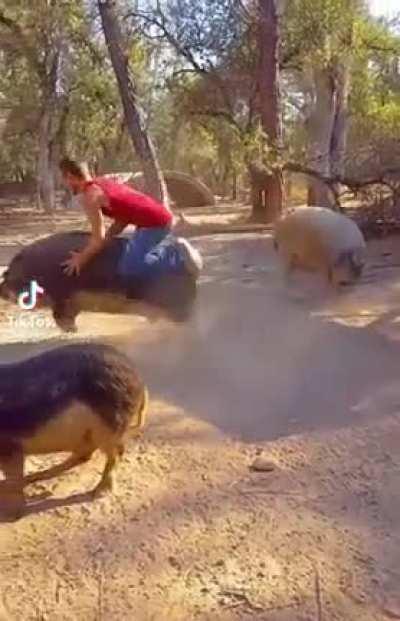 My pig riding people need me