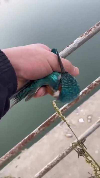 Kingfisher frozen to a bridge gets its feet thawed out & freed by a kindly gentleman