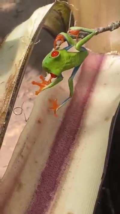 🔥 Wakey, wakey, red-eyed tree frog