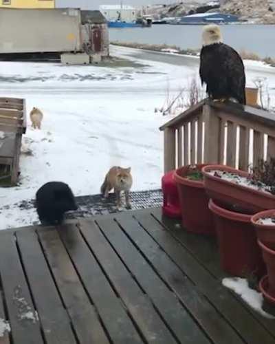 🔥 In Alaska, wild animals greet you