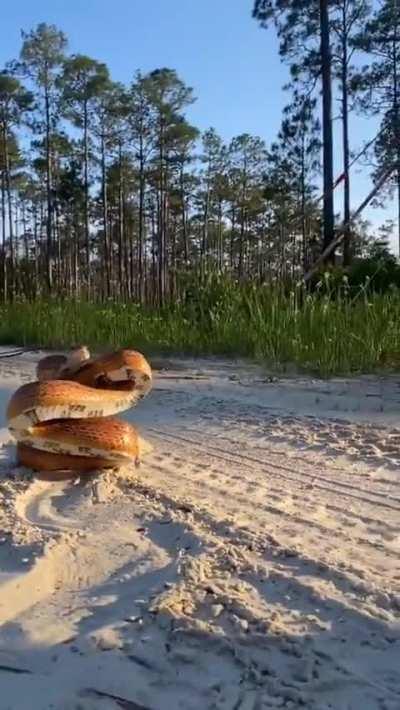 A Corn Snake in its defence position.