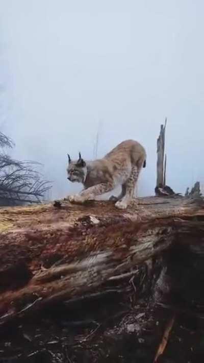 German wild Lynx