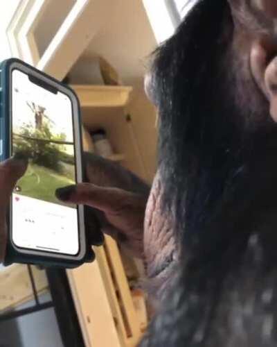 Chimp browsing instagram