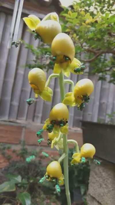 Green emerald bees