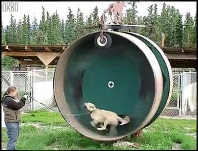 A hamster wheel for dogs