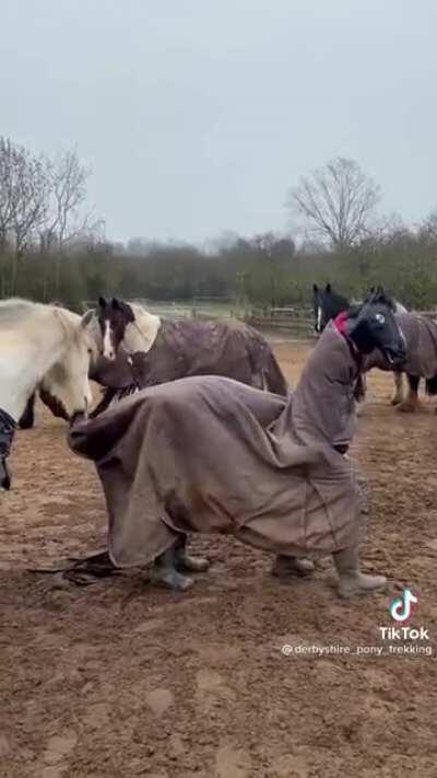 Wearing a horse costume in the pasture