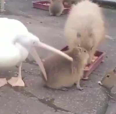 Pelican trying to eat a capybara