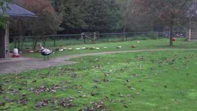 A day in the life of a herd of around 60 guinea pigs