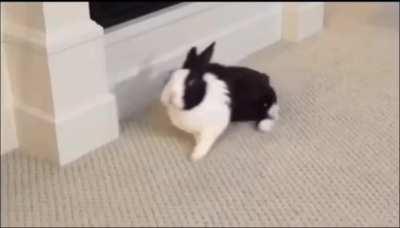 Quick rabbit vid