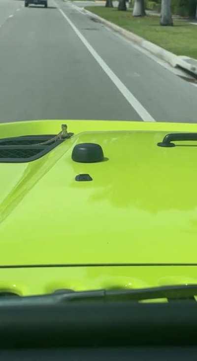 Florida things; gecko on a gecko green Jeep