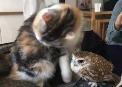 Cat &amp;amp; Owl