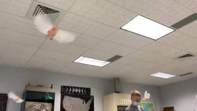 My physics teacher put up flying pigs in class today