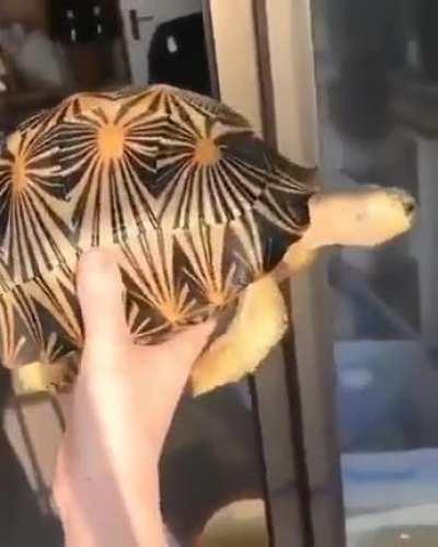 🔥 Radiated tortoise from Madagascar (critically endangered)