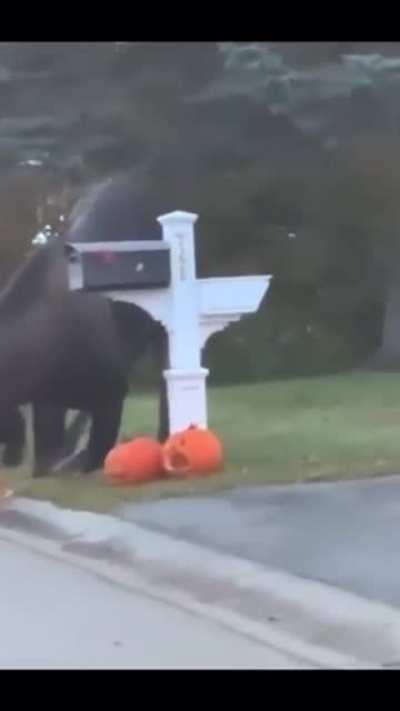 Moose celebrates Halloween