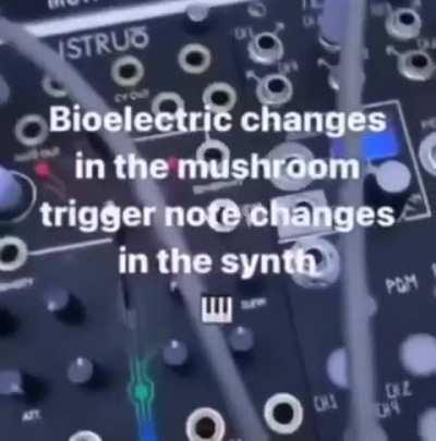 Mushrooms music 