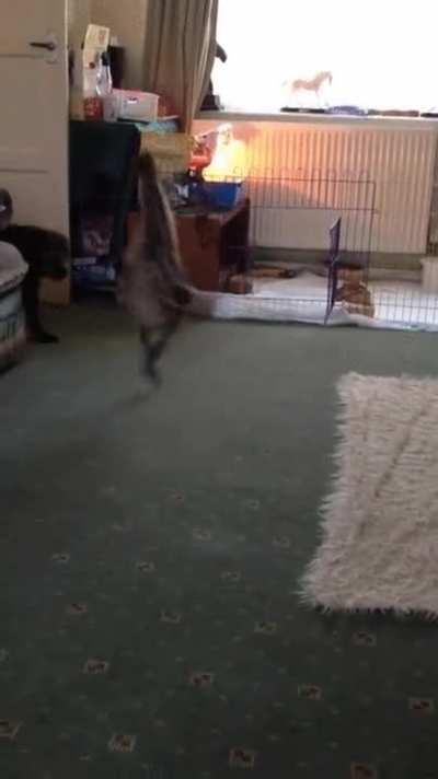 Emu Zoomies