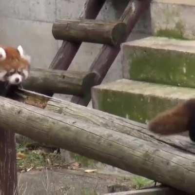 Baby red pandas still learning to walk on beam. (OC)