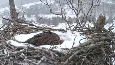 Bald eagle incubates its eggs during a snowstorm