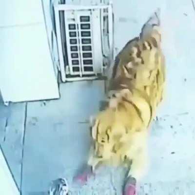 Gato cae del cielo, noquea a hombre y pelea con perro con zapatos