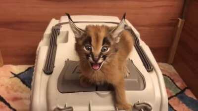 Caracal kitten sounds like a laser beam